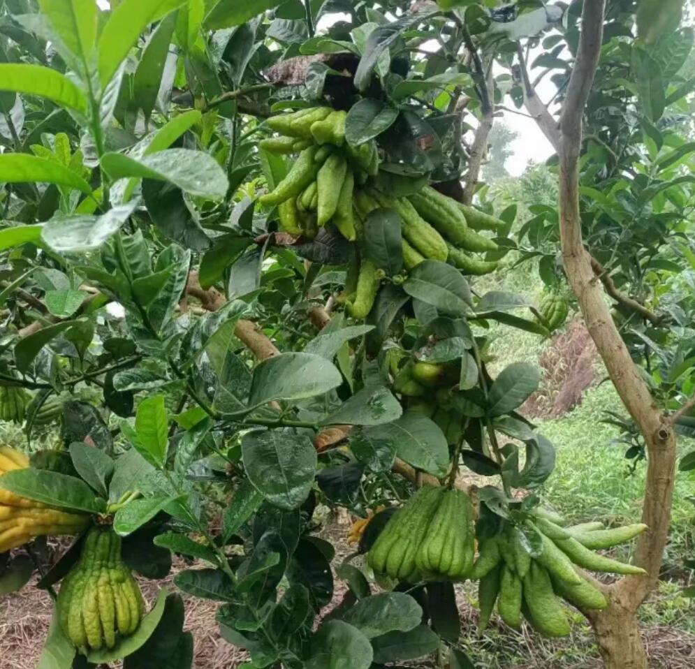 佛手种子种苗热卖中