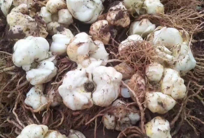 百合种苗热卖中