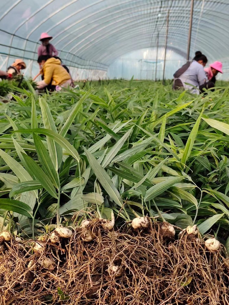 黄精种子种苗热卖中