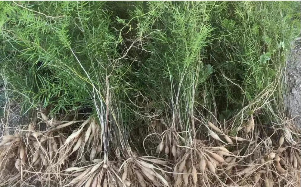 天冬种苗