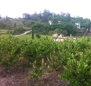 川佛手展示基地.