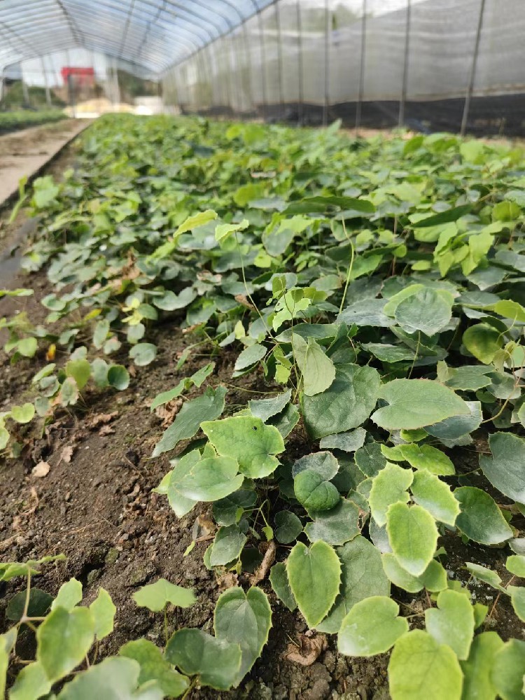 林药共生，财富新生：林下套种中药材效益倍增计划