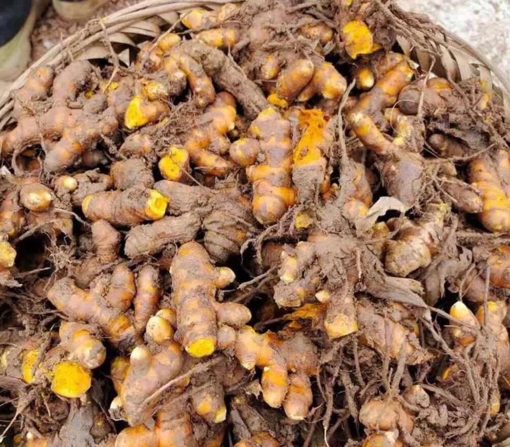 姜黄种子种苗热卖中