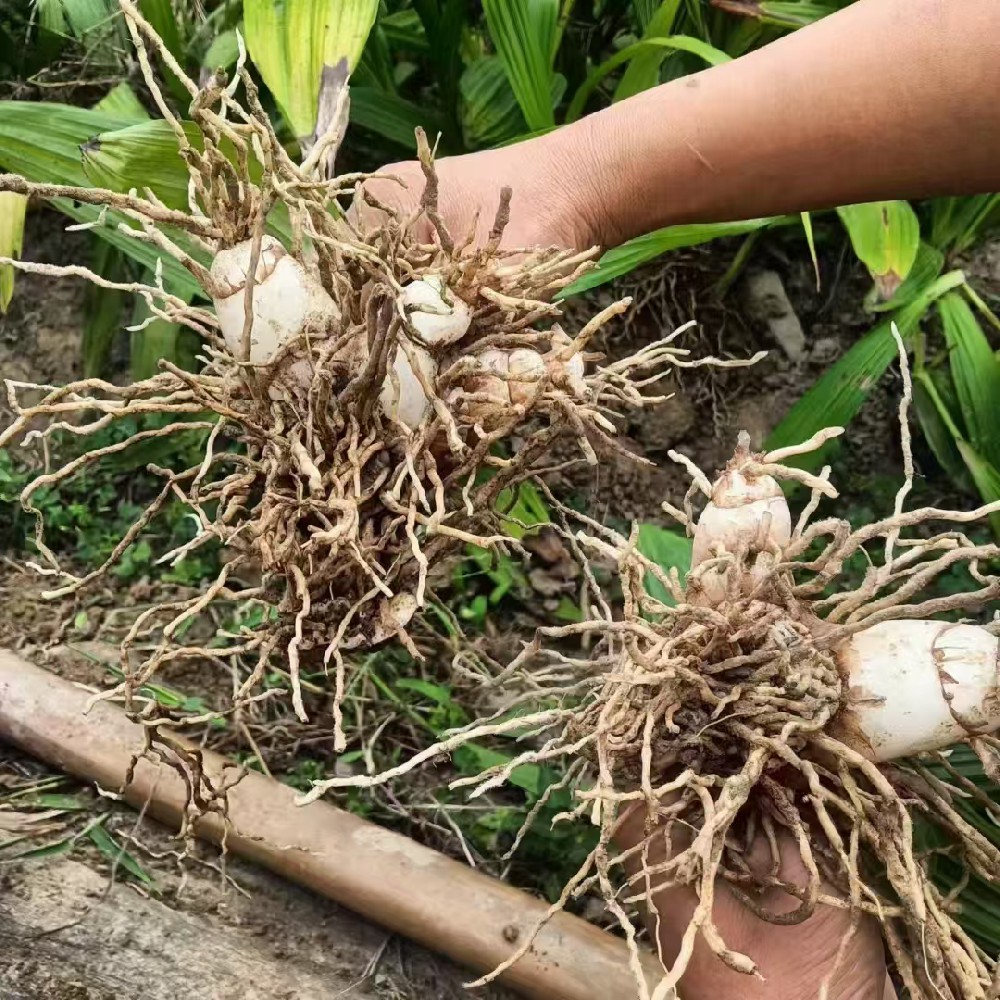 白芨种子种苗热卖中