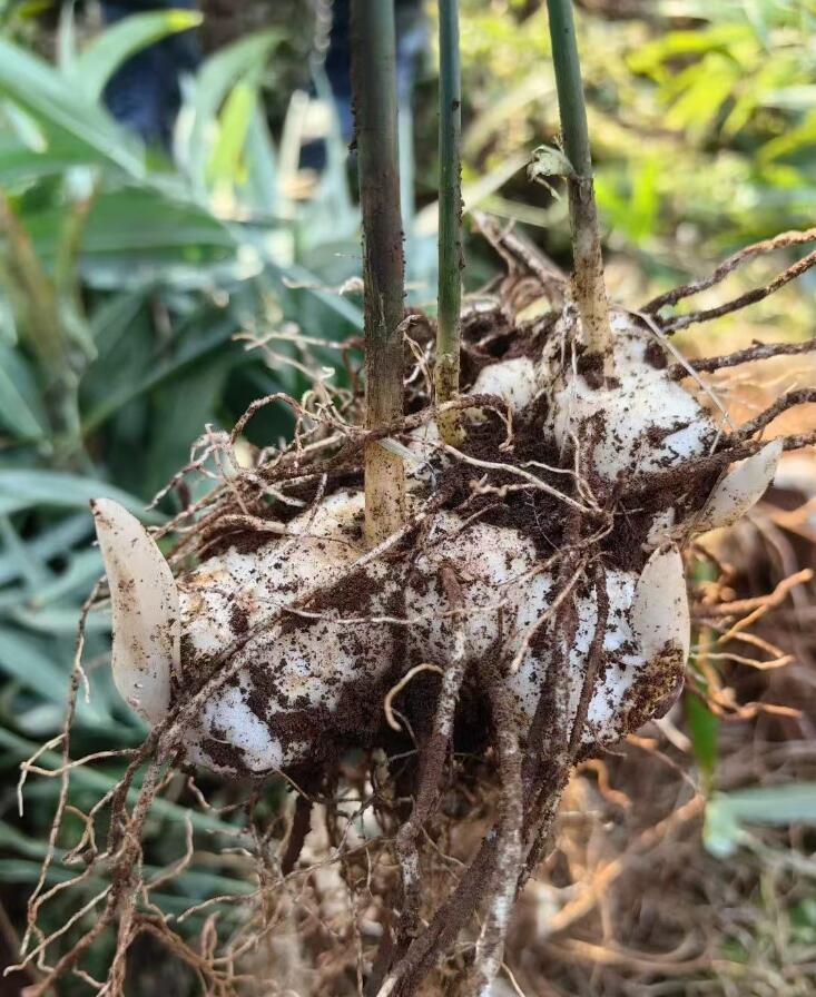 中药材种植关键节点！春种长叶，秋种长根